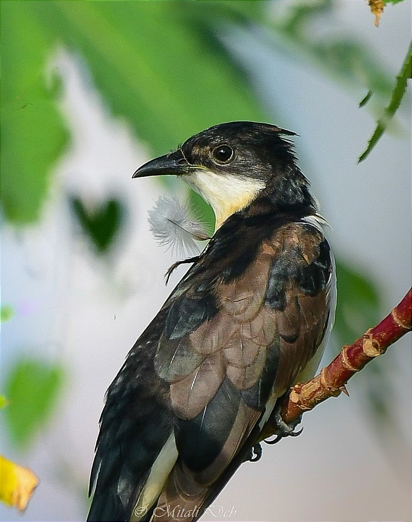 Pied Cuckoo - ML623388500