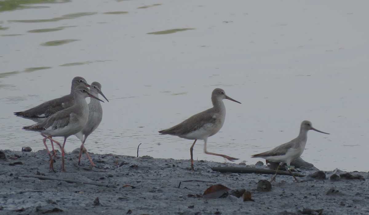 Terek Sandpiper - ML623388504