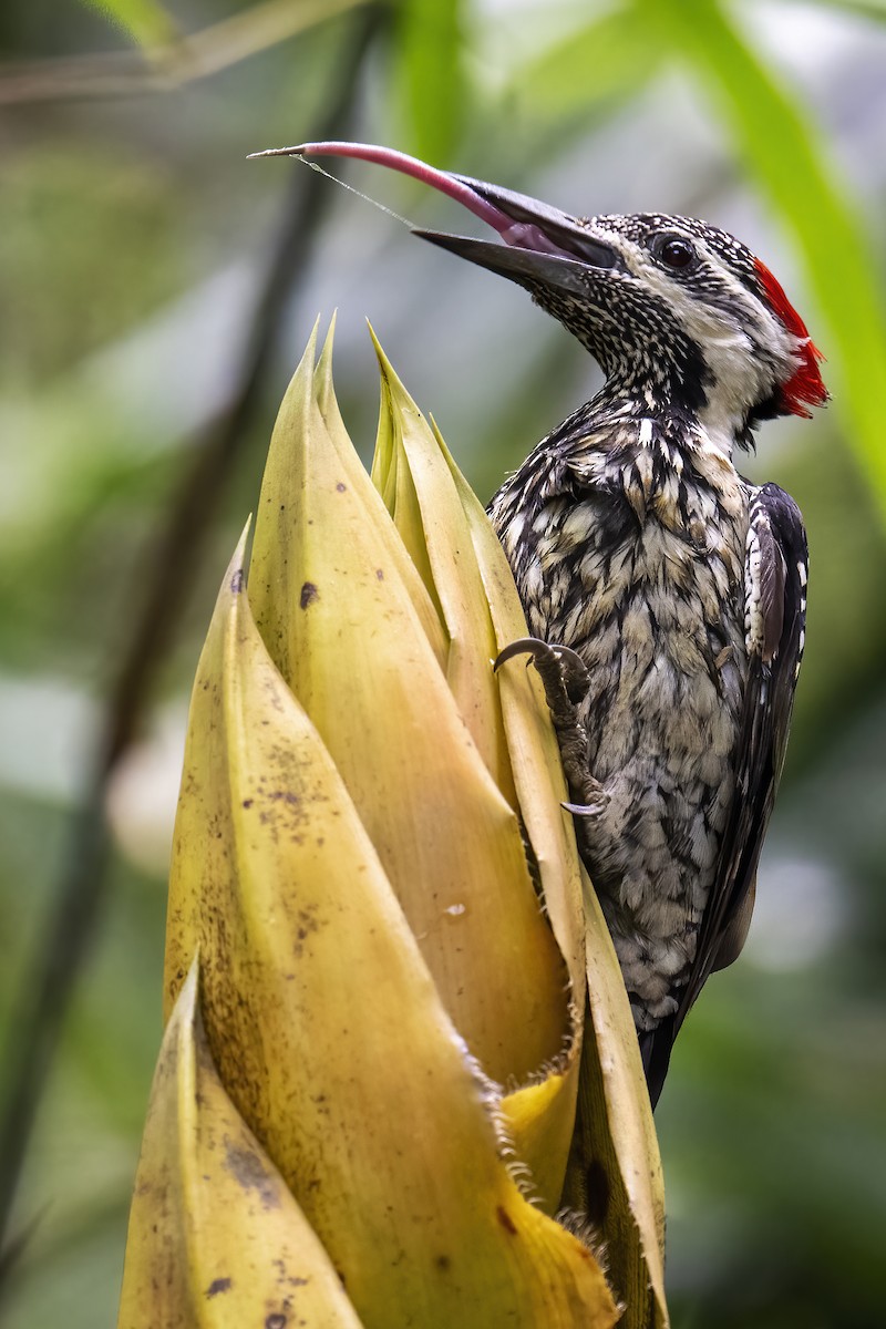 Black-rumped Flameback - ML623388514