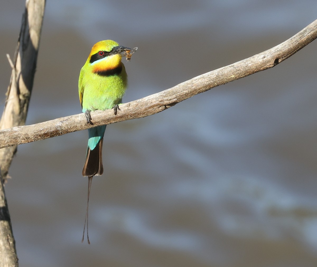 Rainbow Bee-eater - ML623388606