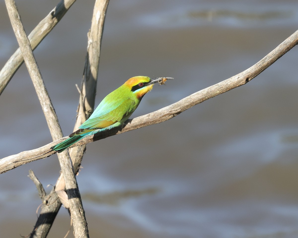 Rainbow Bee-eater - Andy Gee