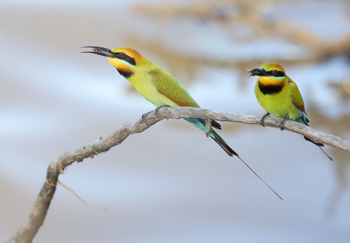 Rainbow Bee-eater - ML623388611