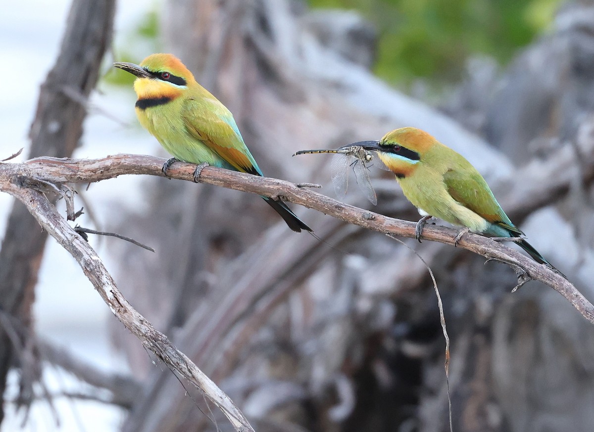 Rainbow Bee-eater - Andy Gee