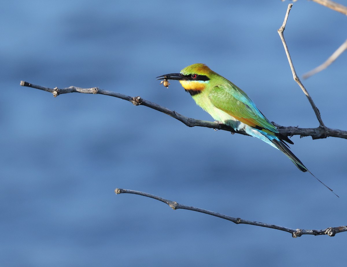 Rainbow Bee-eater - ML623388613