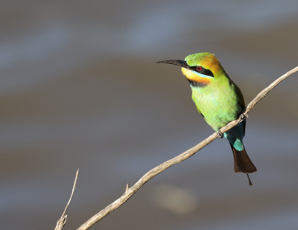 Rainbow Bee-eater - ML623388617