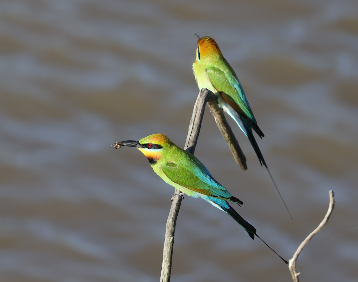 Rainbow Bee-eater - ML623388619