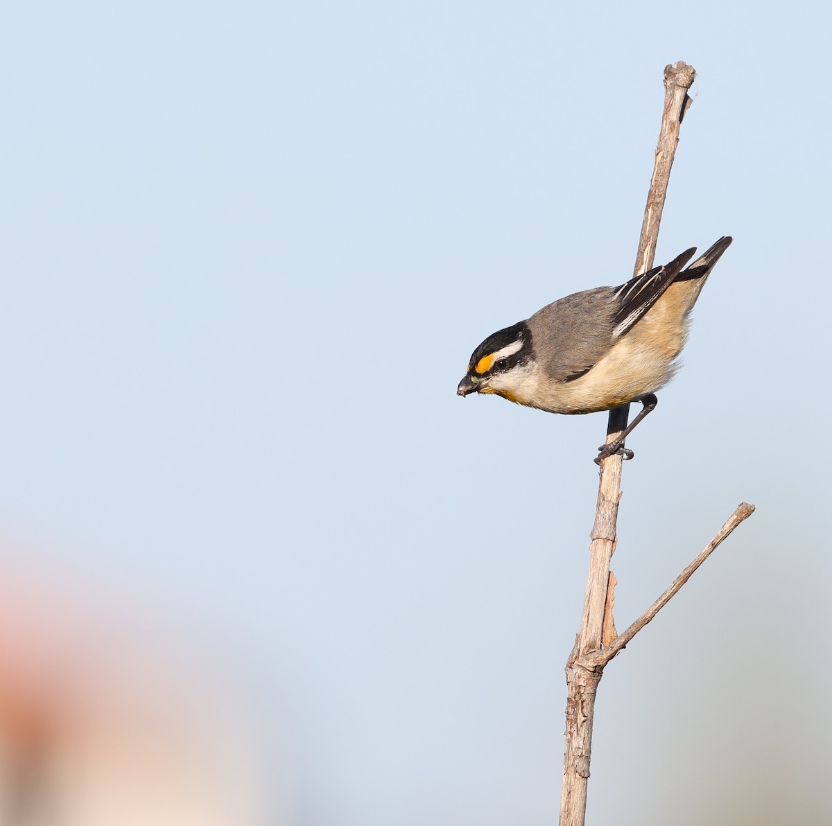 Striated Pardalote - ML623388626