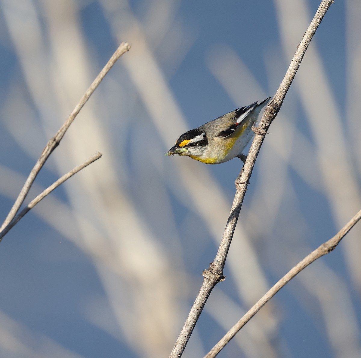 Striated Pardalote - ML623388629