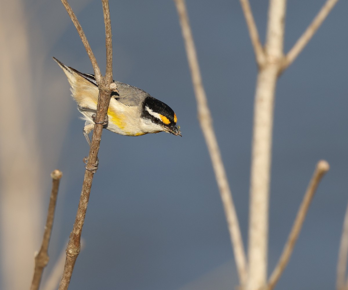 Striated Pardalote - ML623388632