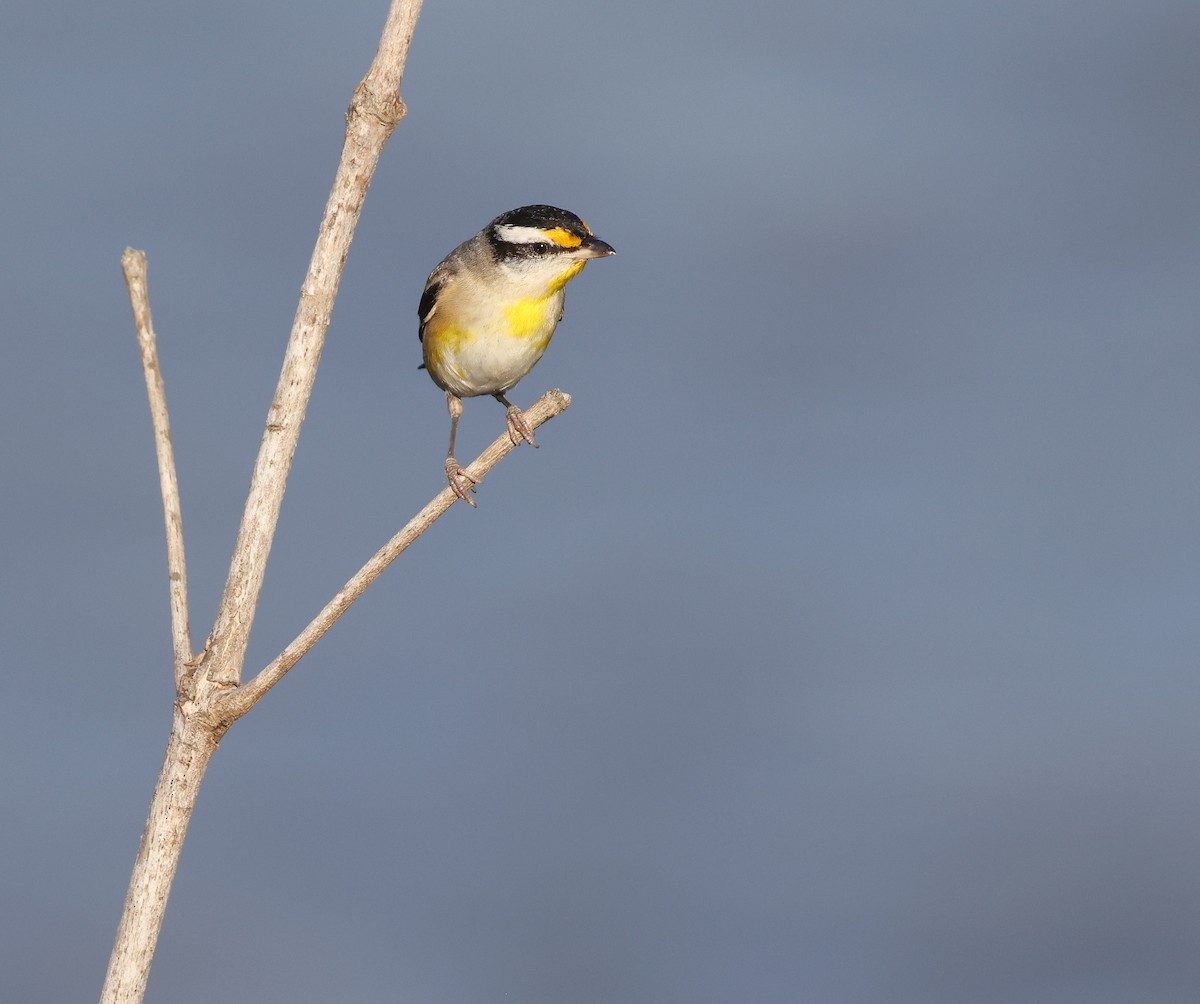 Striated Pardalote - ML623388633