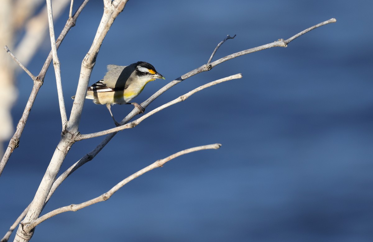 Striated Pardalote - ML623388634