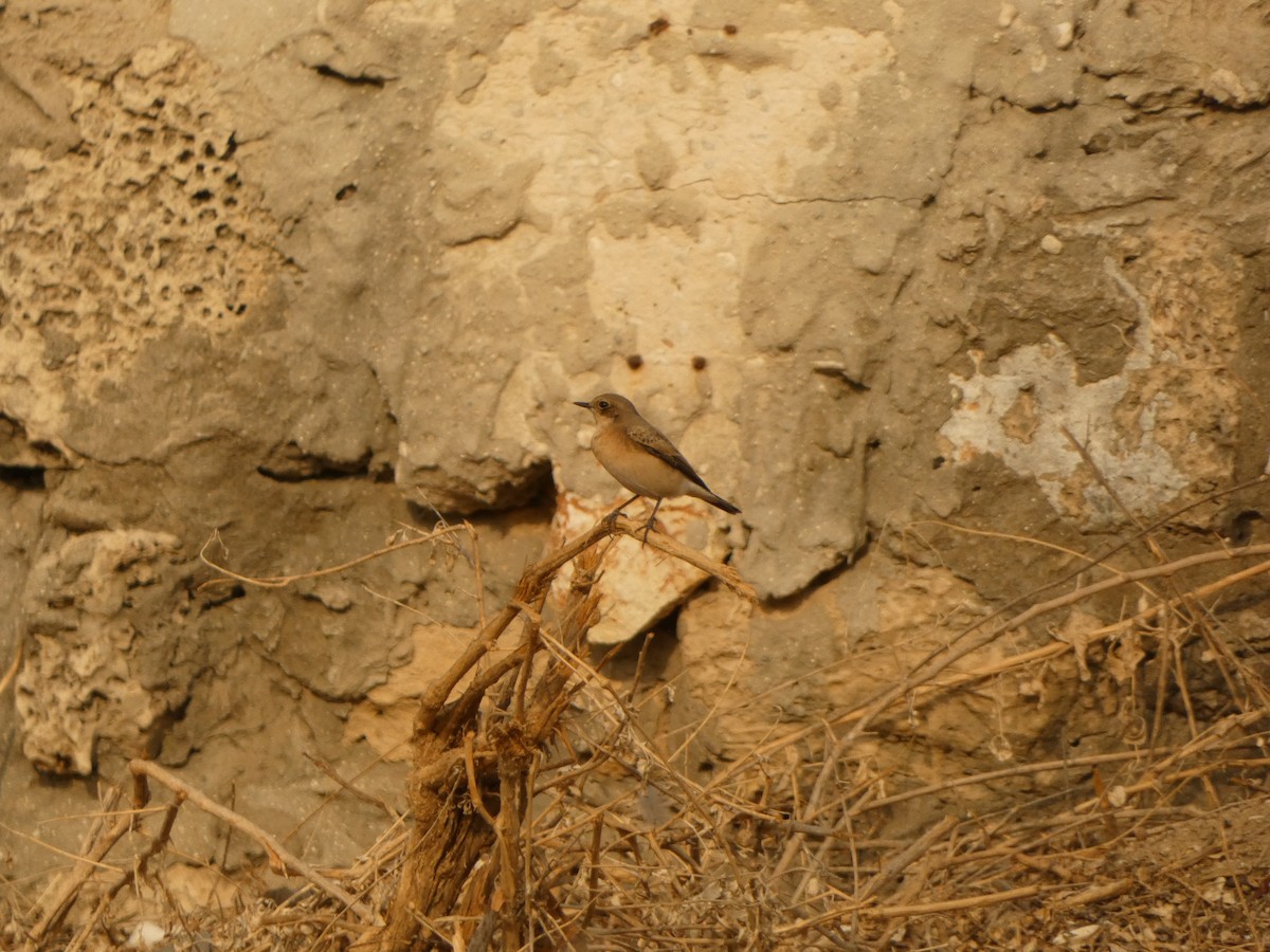 Eastern Black-eared Wheatear - Dror Cohen