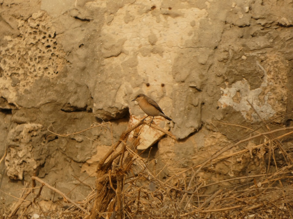 Eastern Black-eared Wheatear - Dror Cohen