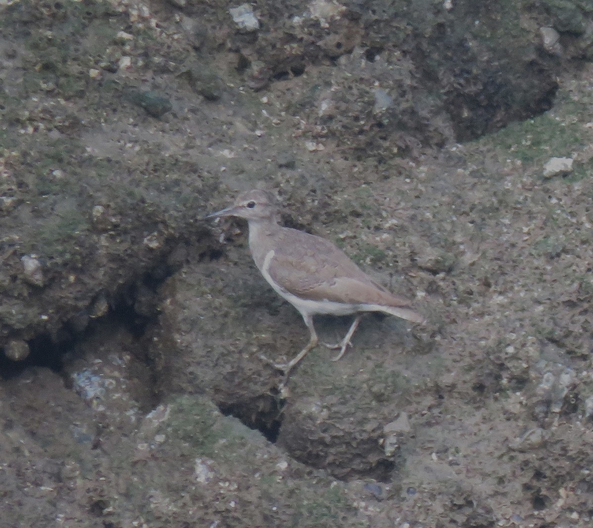 Common Sandpiper - ML623388669