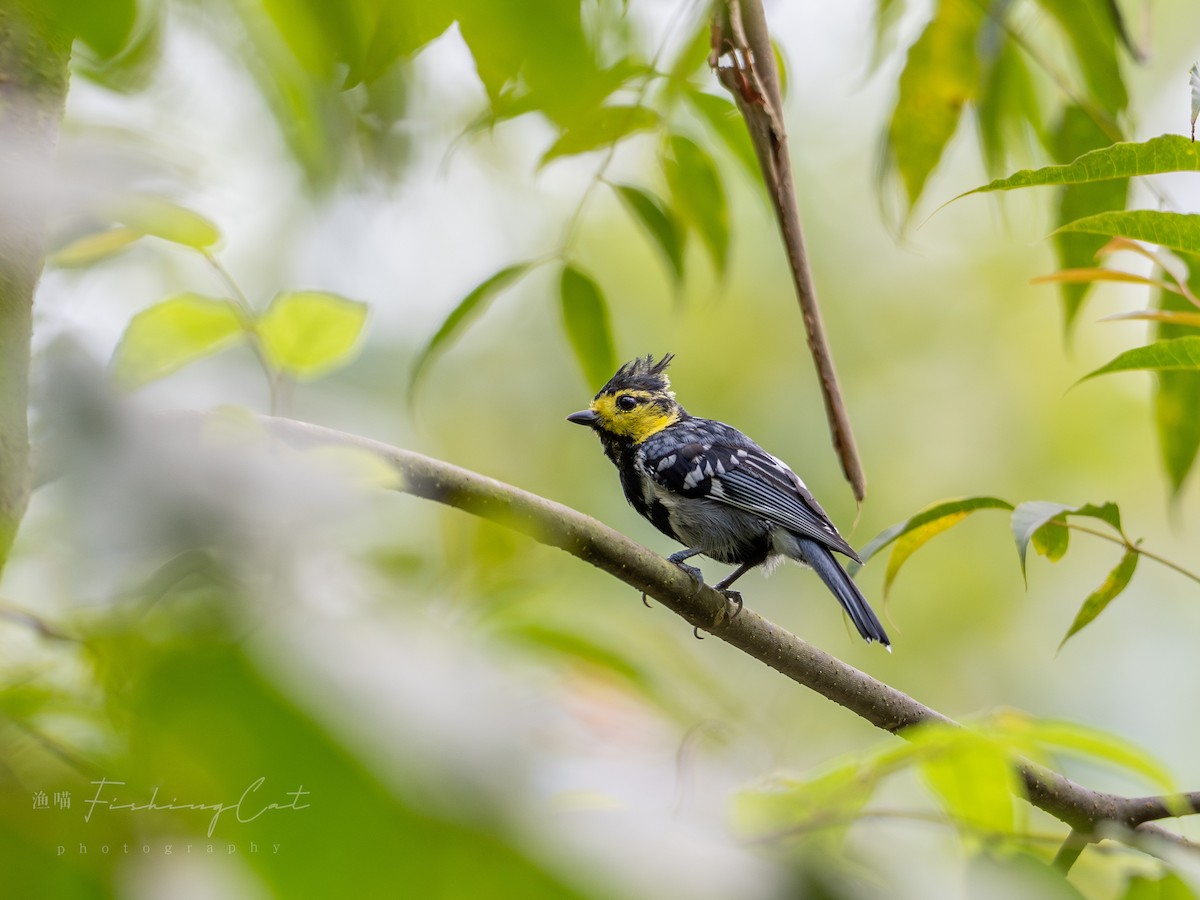 Yellow-cheeked Tit - ML623388672