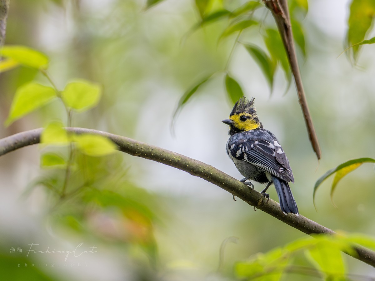 Yellow-cheeked Tit - ML623388673