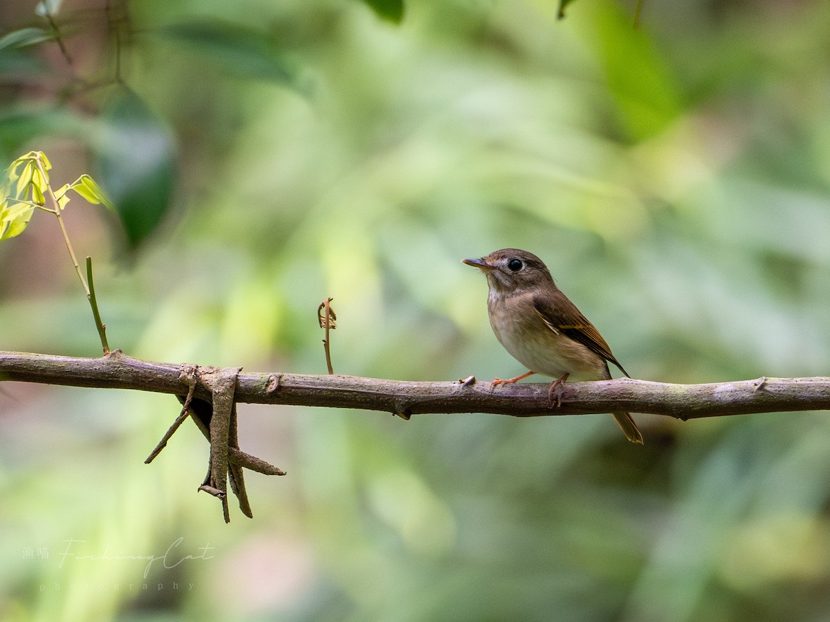 Brown-breasted Flycatcher - ML623388675