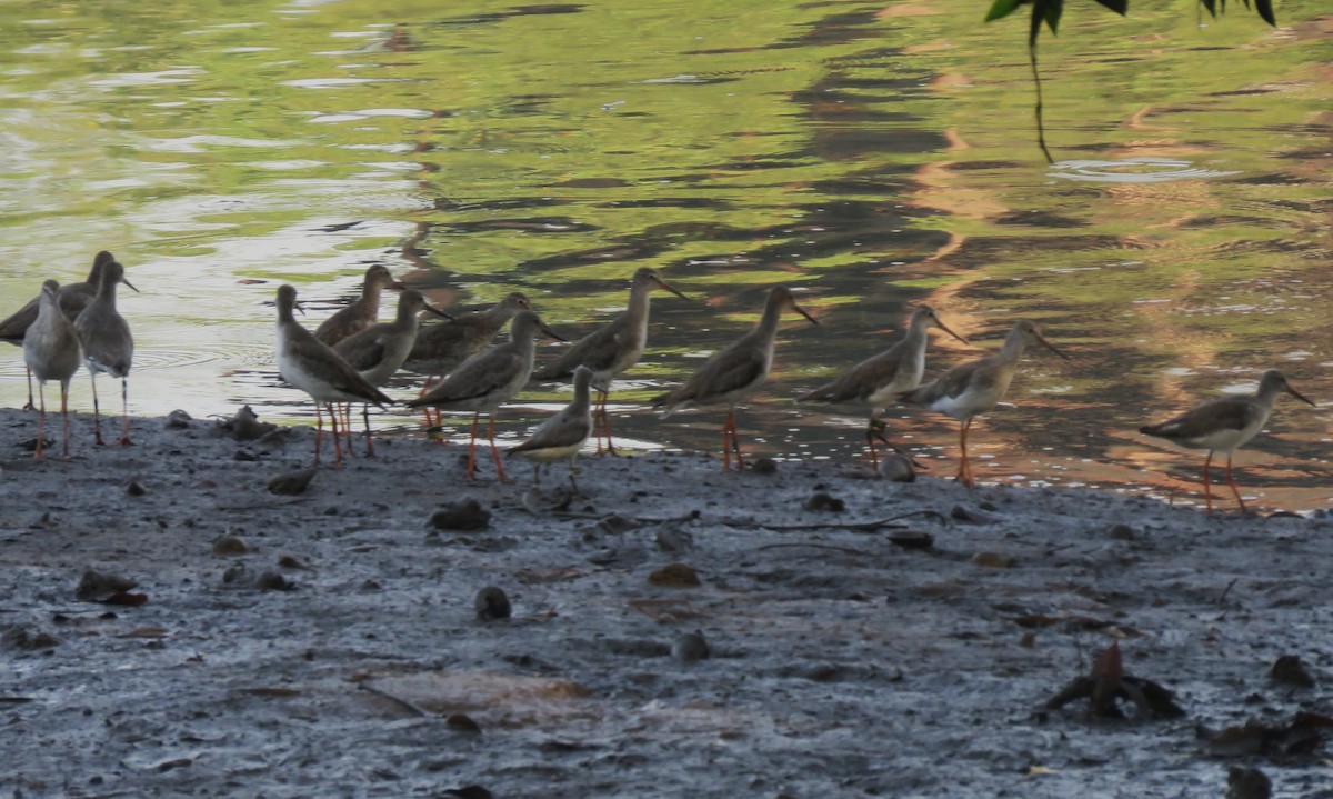 Common Redshank - ML623388683