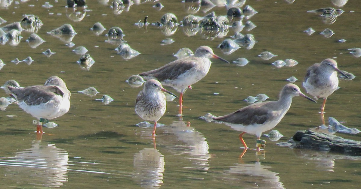 Common Redshank - ML623388697