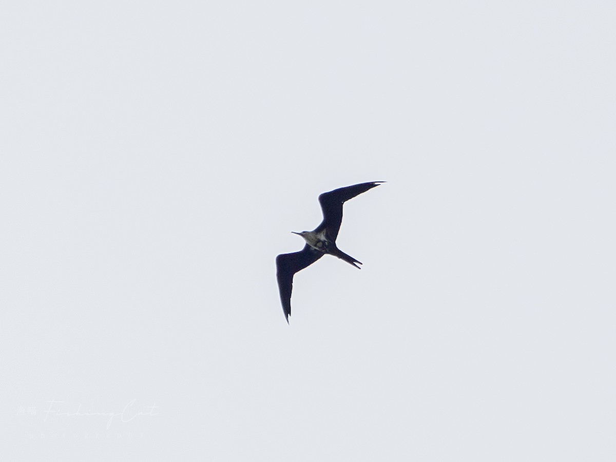 Lesser Frigatebird - ML623388702