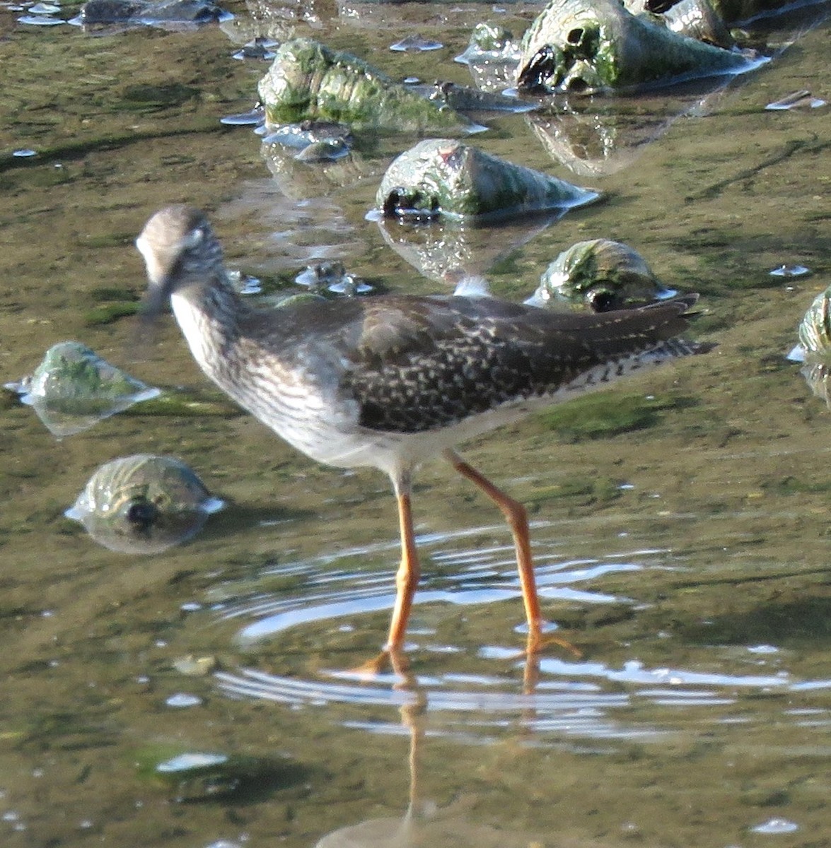 Common Redshank - ML623388709