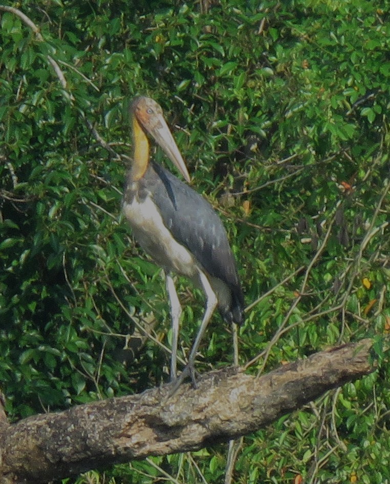 Lesser Adjutant - ML623388714