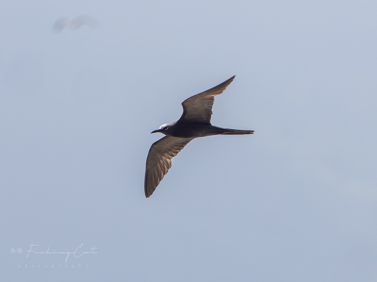 Brown Noddy - ML623388719