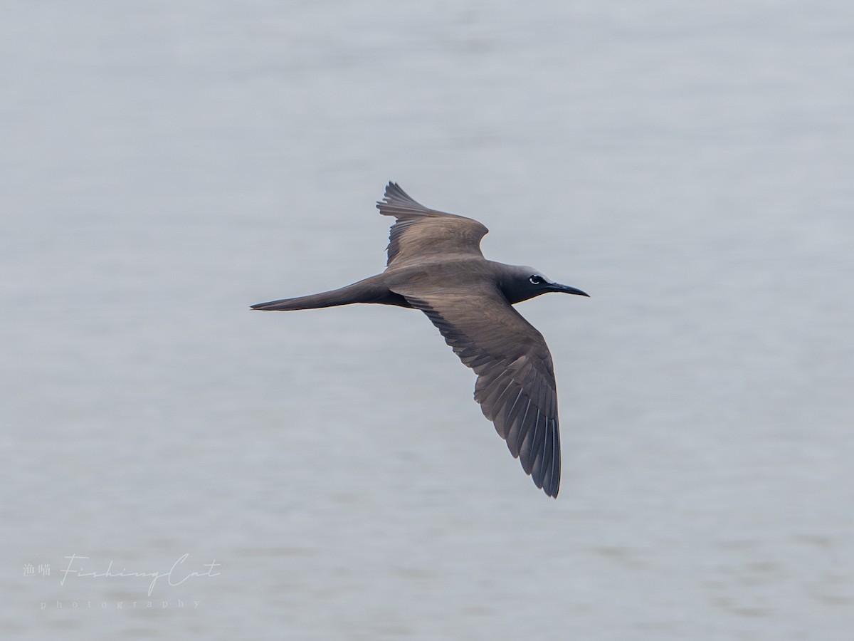 Brown Noddy - ML623388720