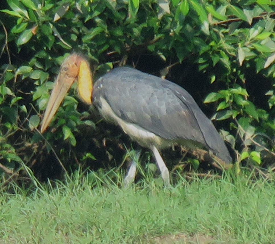 Lesser Adjutant - ML623388722