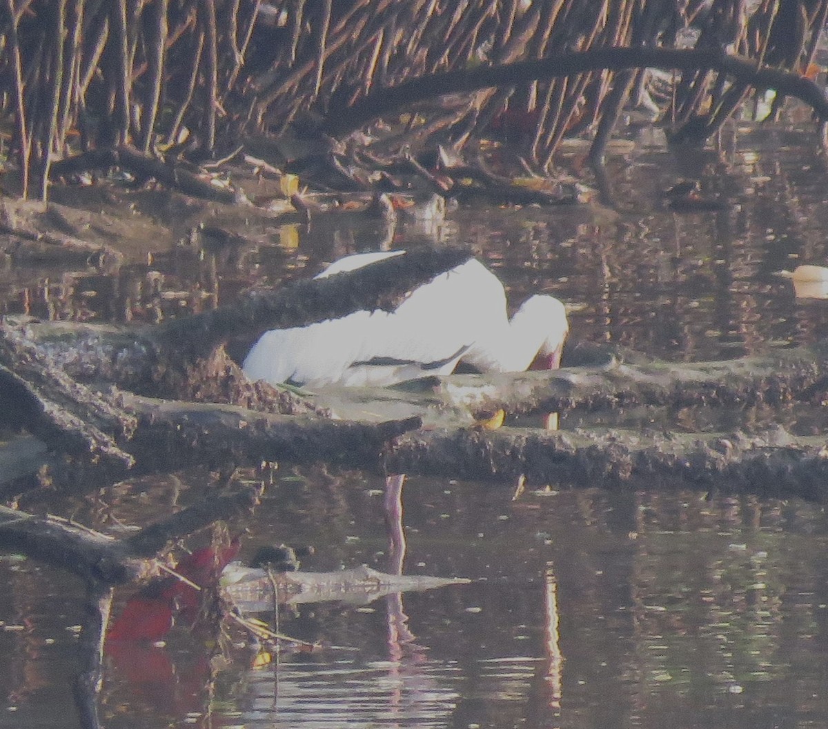 Milky Stork - ML623388743