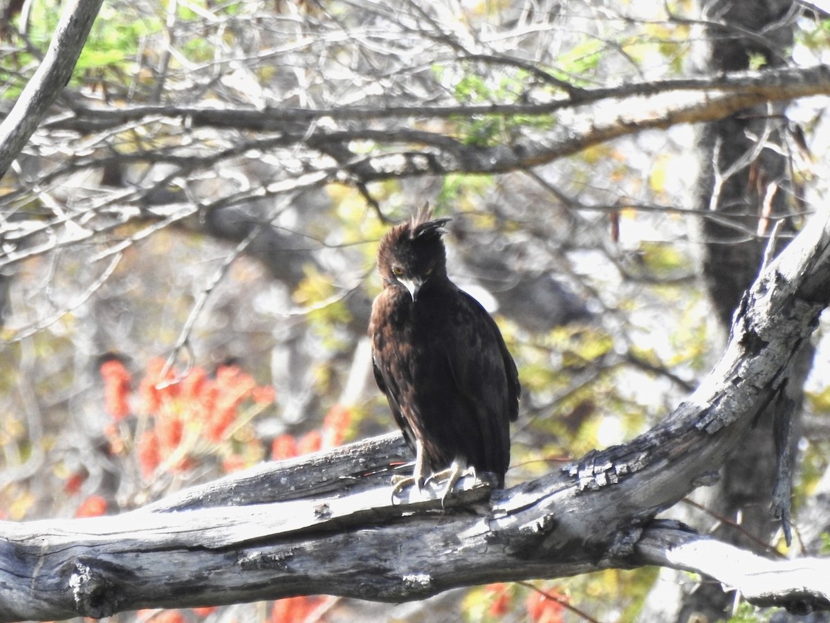 Long-crested Eagle - ML623388753