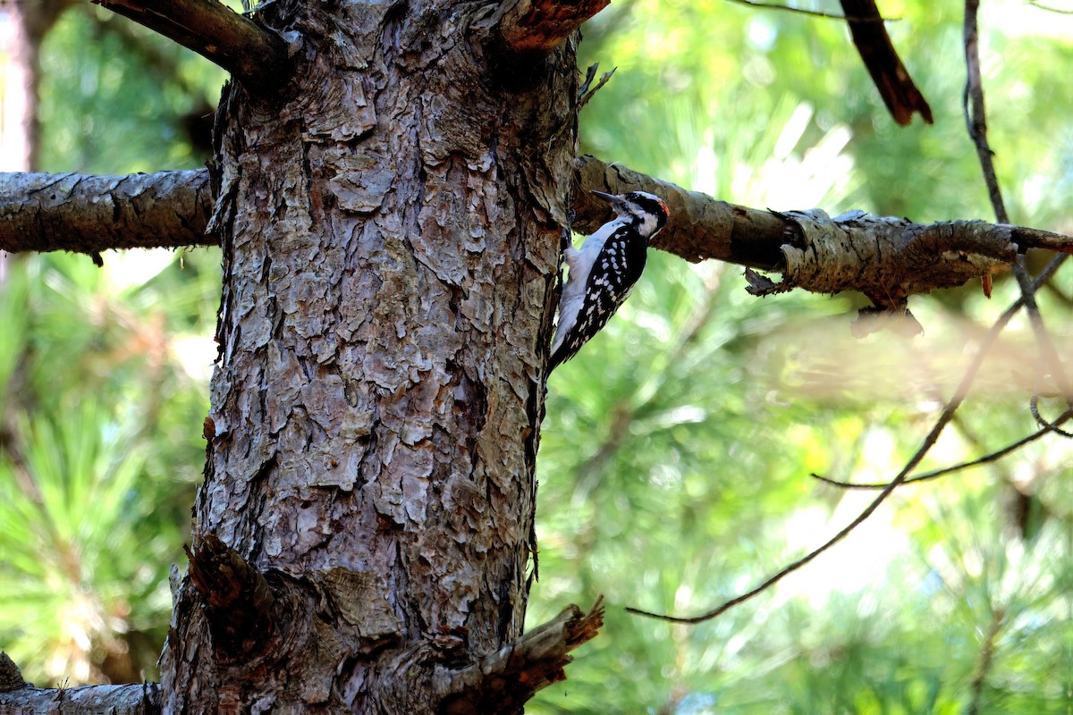 Hairy Woodpecker - ML623388787