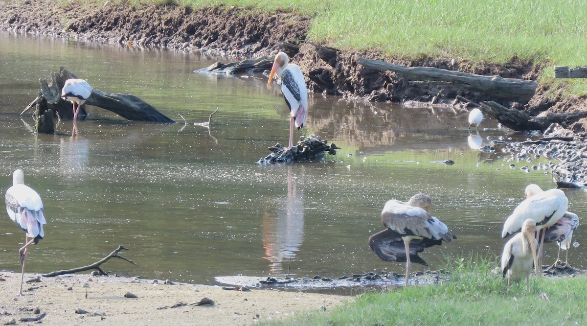 Painted Stork - ML623388790