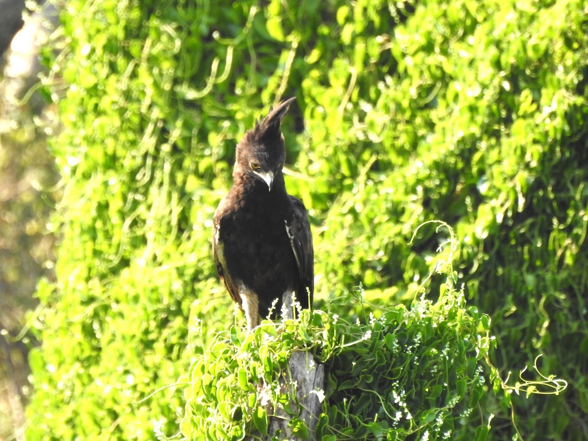 Long-crested Eagle - ML623388809