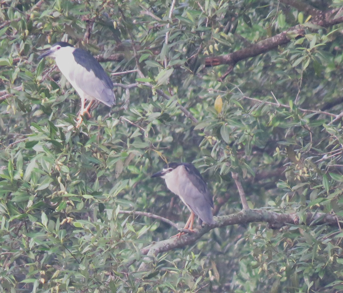 Black-crowned Night Heron - ML623388837