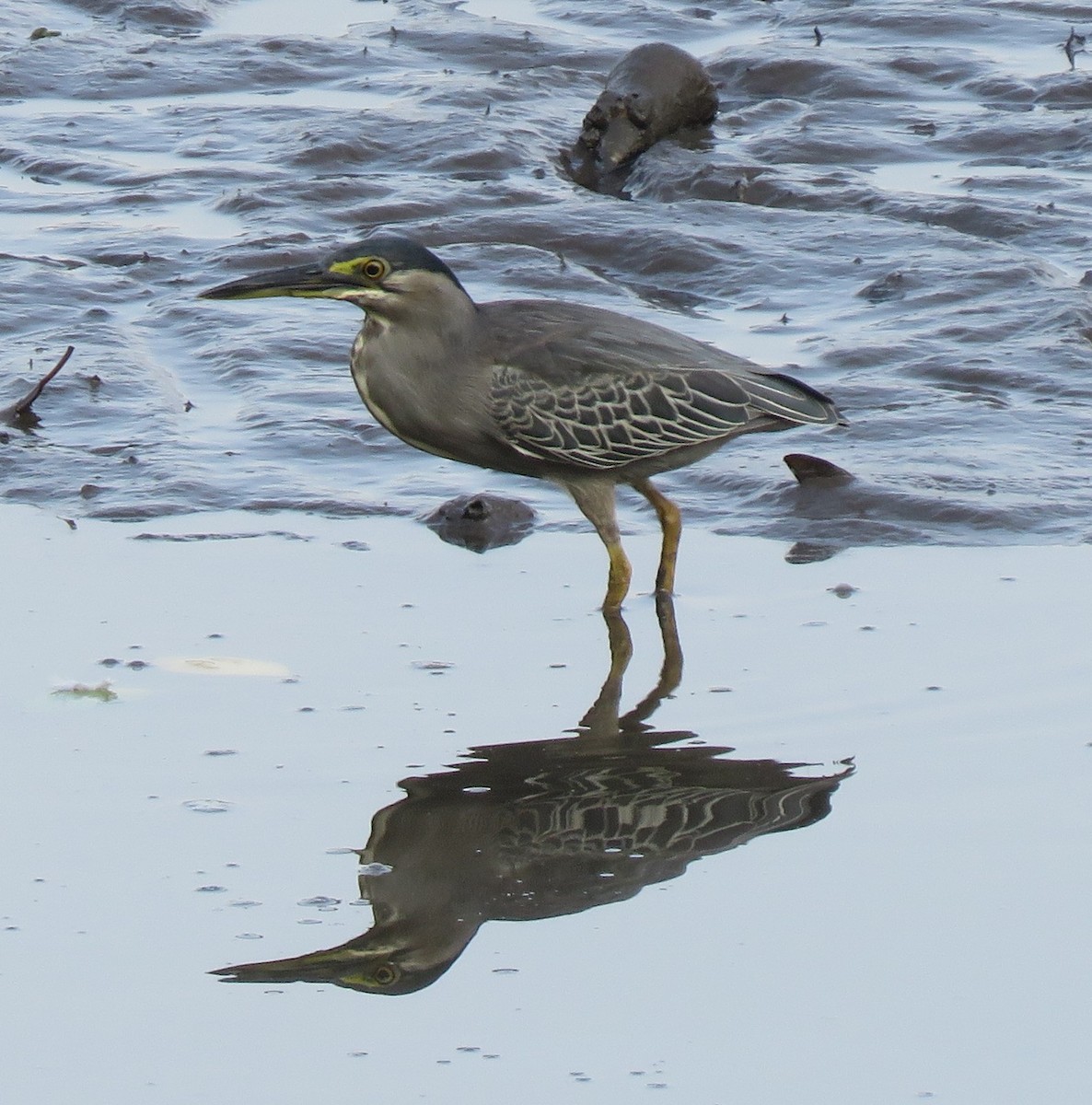 Striated Heron - Catherine Hirsch