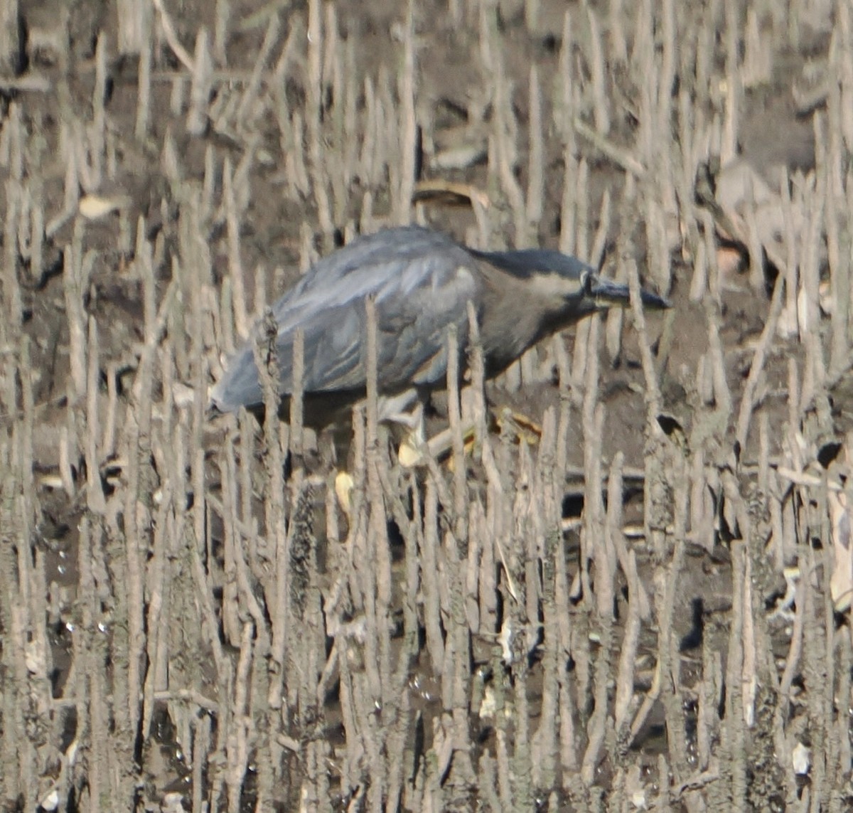 Striated Heron - ML623388896