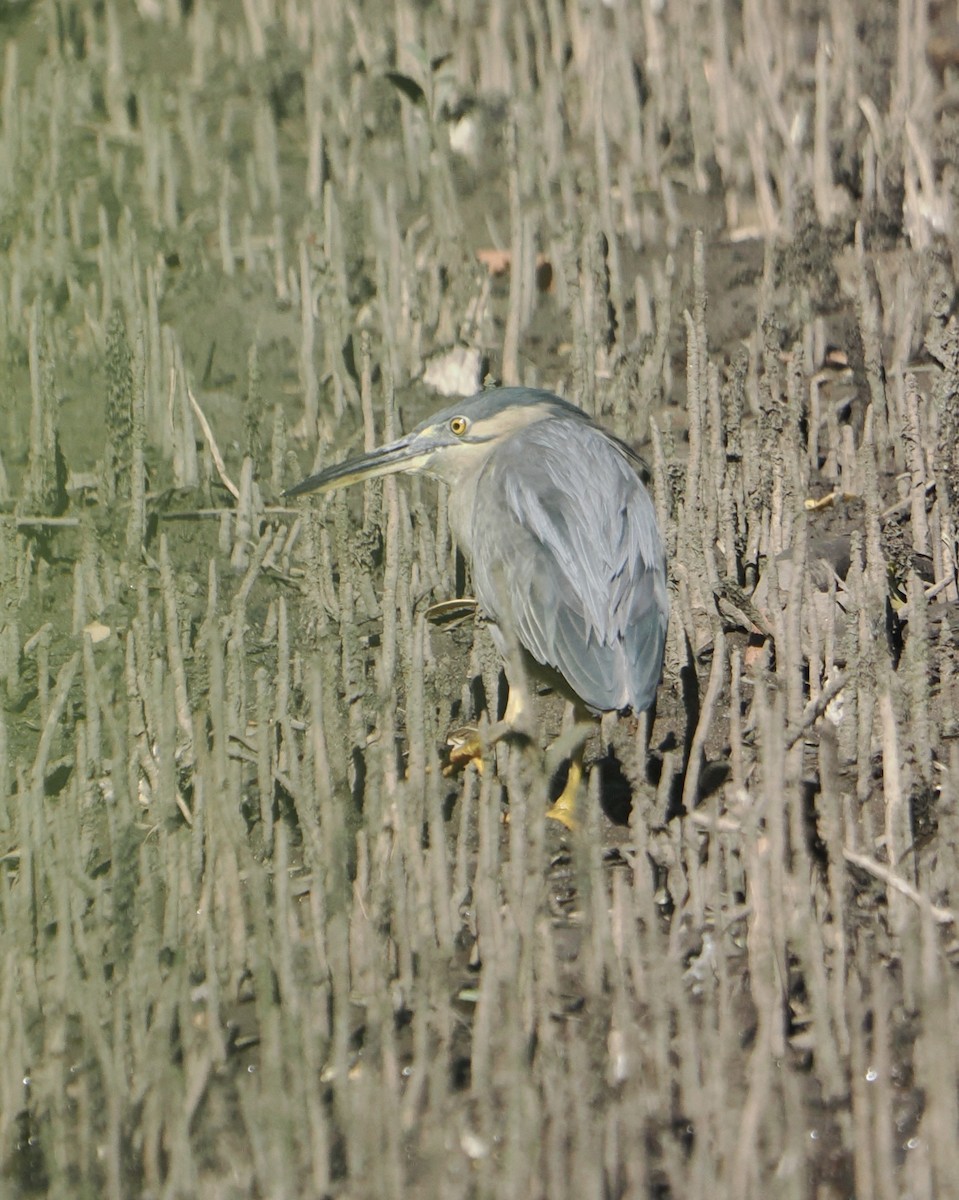 Striated Heron - ML623388897