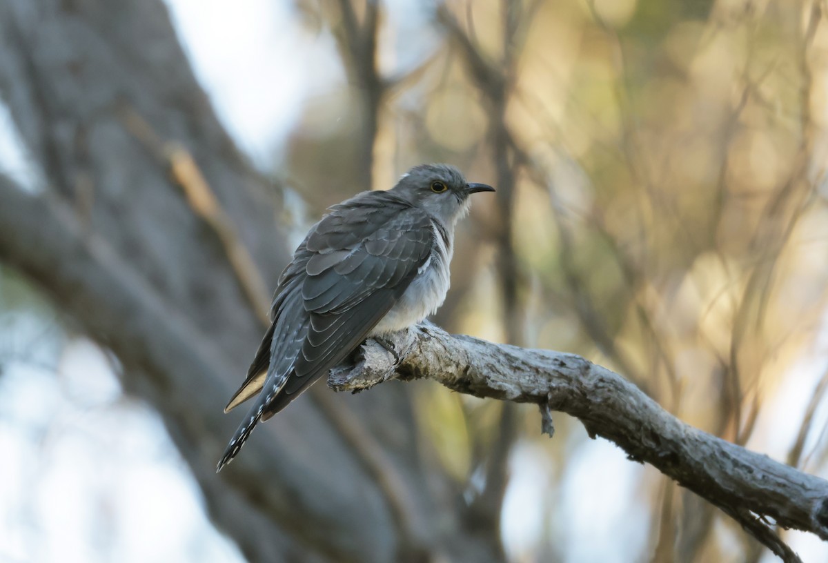 Pallid Cuckoo - ML623388924