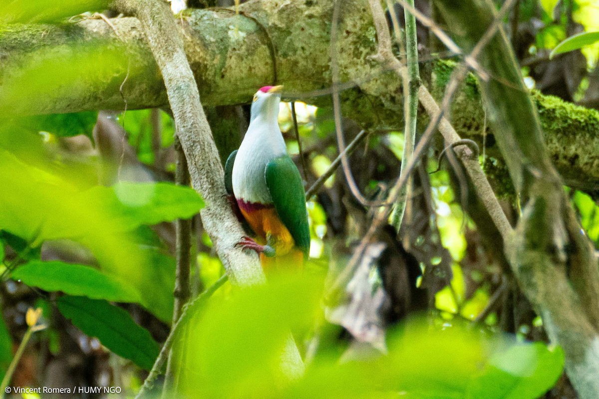 Beautiful Fruit-Dove - ML623388951