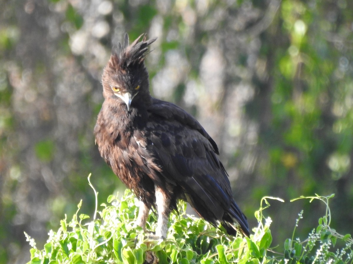 Long-crested Eagle - ML623388961