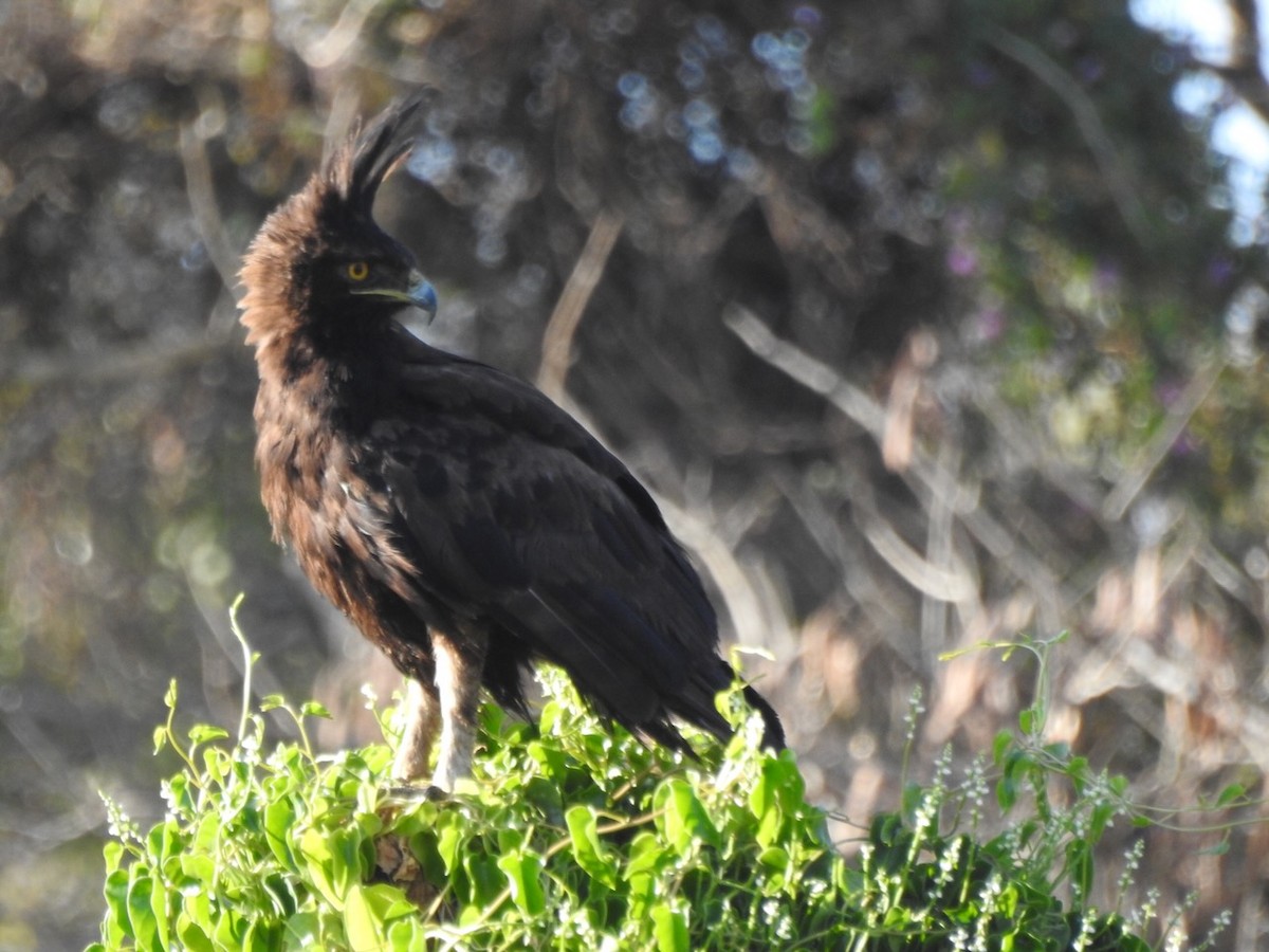 Long-crested Eagle - ML623388962