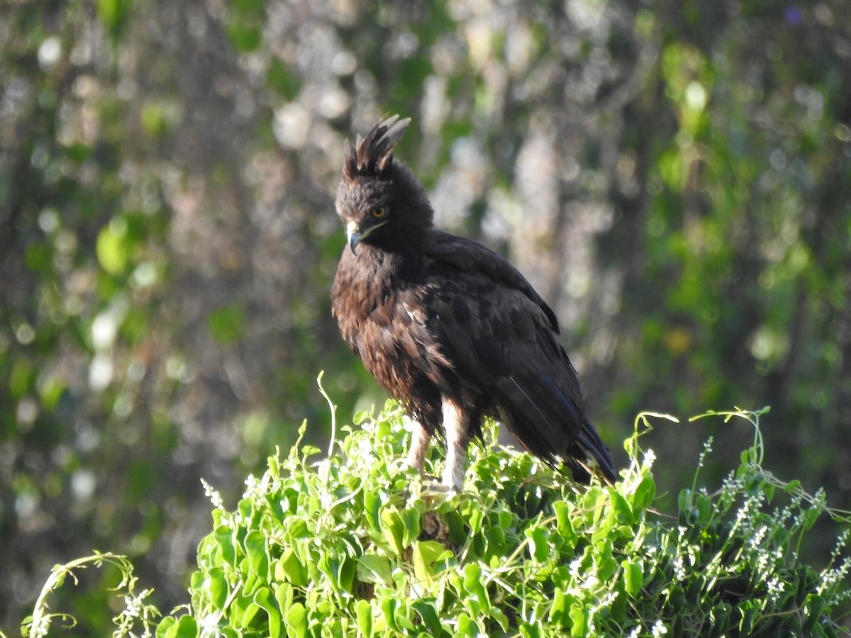 Long-crested Eagle - ML623388963