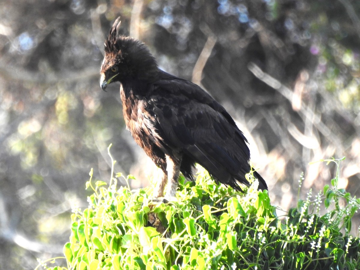 Long-crested Eagle - ML623388964