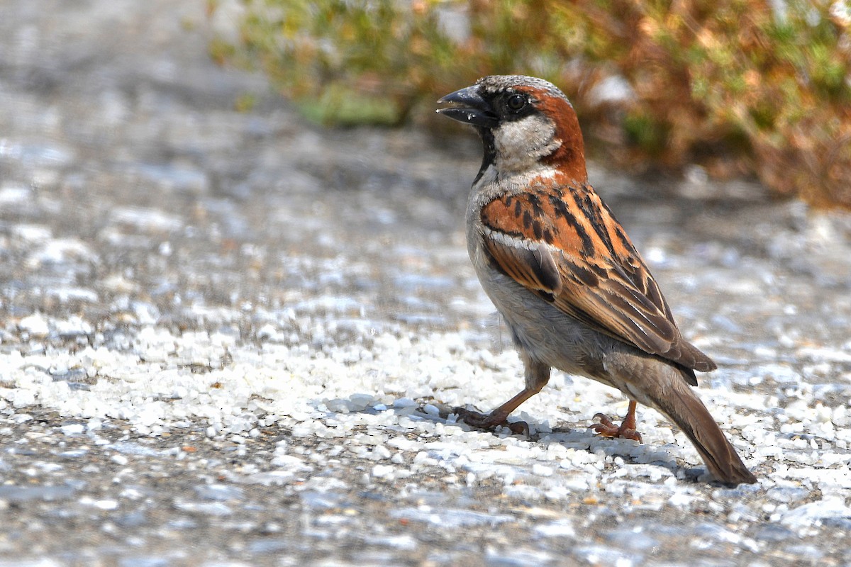 House Sparrow - ML623388981