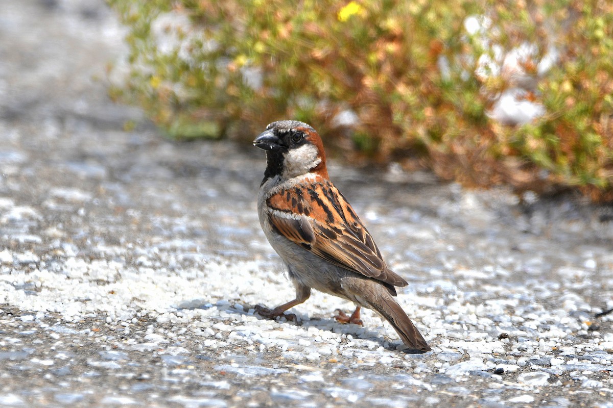 House Sparrow - ML623388982
