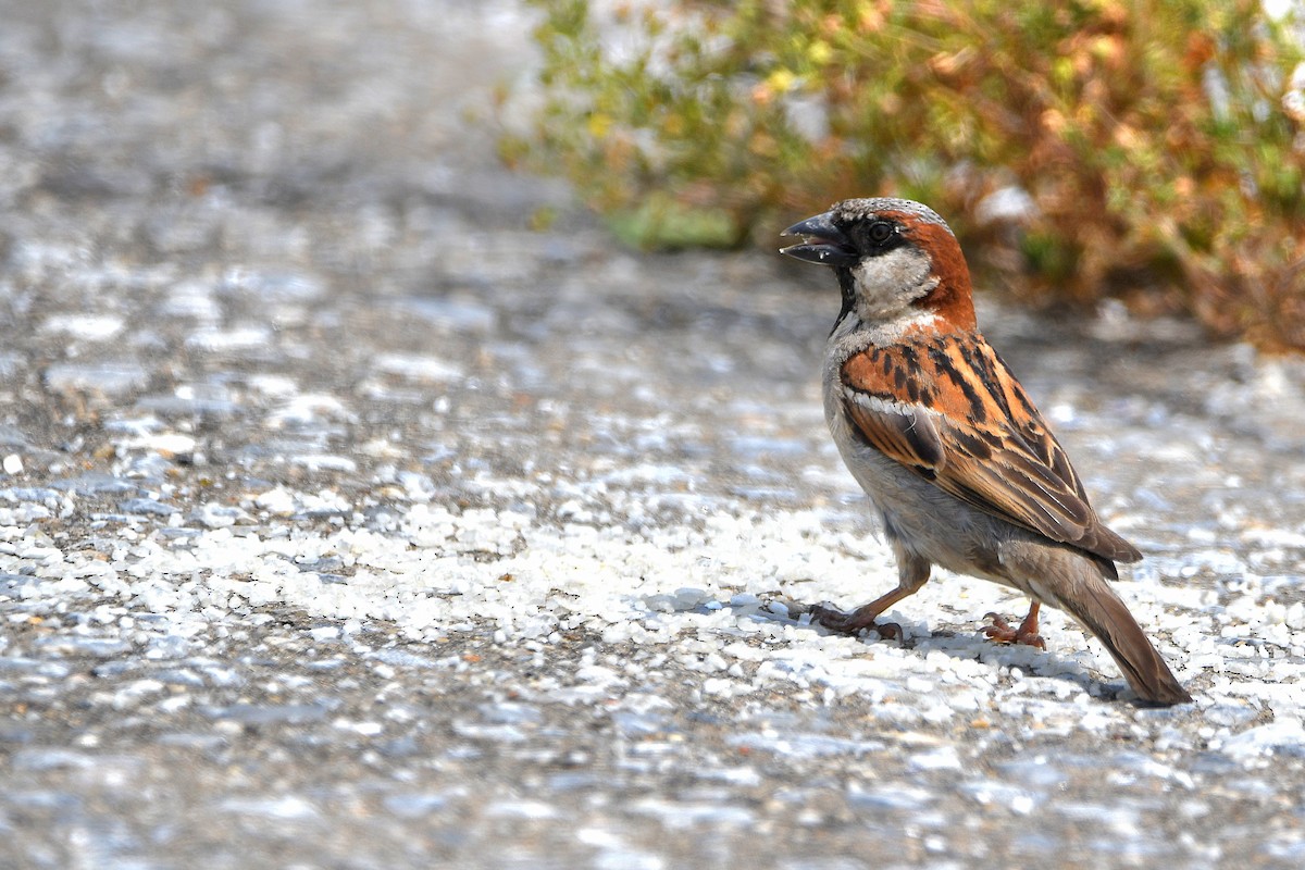 House Sparrow - ML623388983