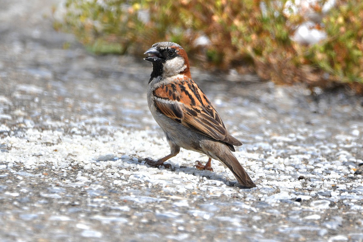 House Sparrow - ML623388984