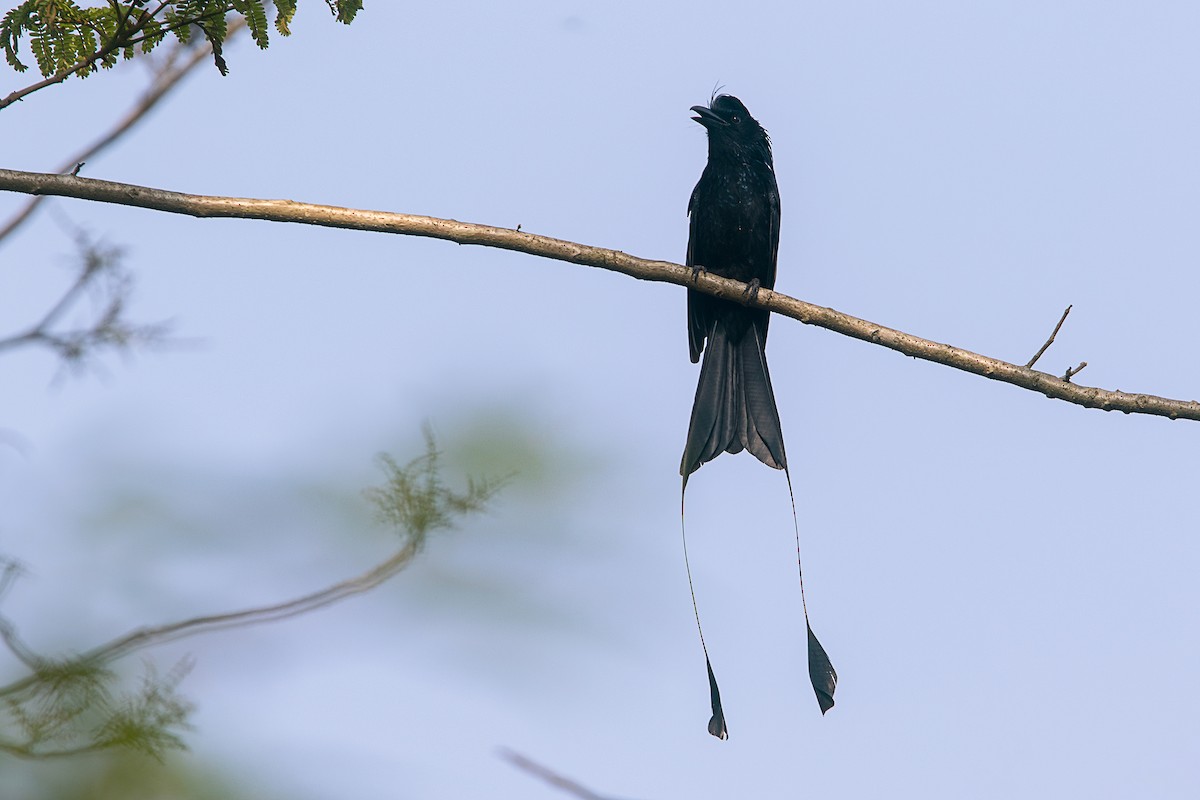 Greater Racket-tailed Drongo - Parthasarathi Chakrabarti