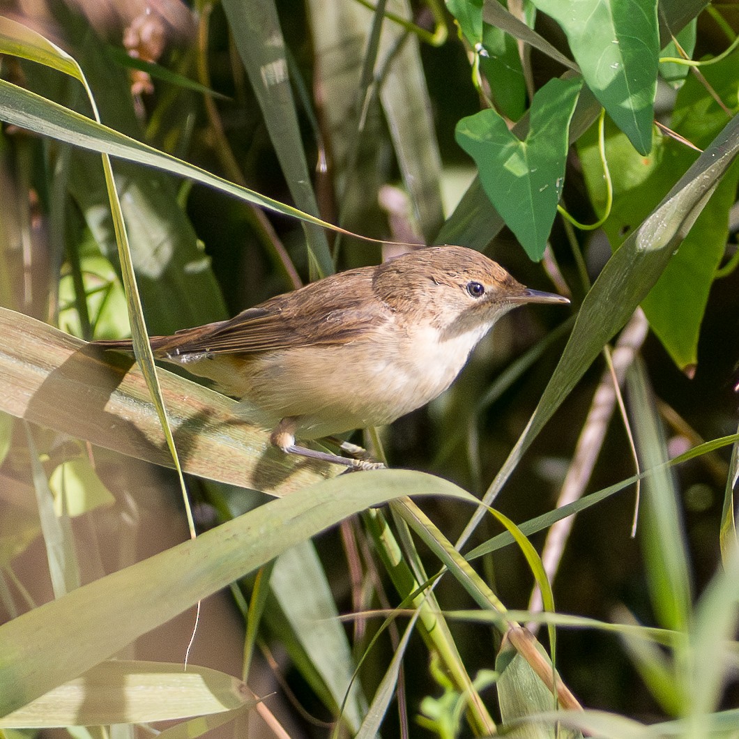 Common Reed Warbler - ML623388994